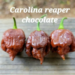Carolina Reaper Chocolate 10 siementä