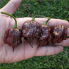 Carolina Reaper Chocolate 10 semi