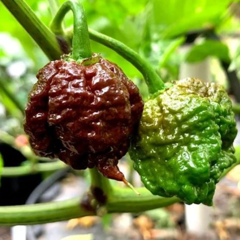 Carolina Reaper Chocolate 10 graines