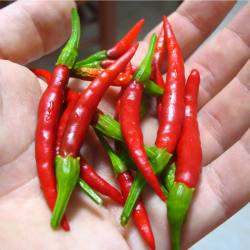 Chile de Árbol 10 Samen