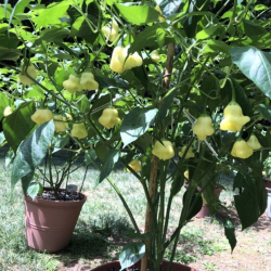 Aji Fantasy White 10 semi