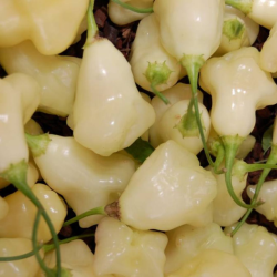 Aji Fantasy White 10 Samen