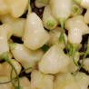 Aji Fantasy White 10 siementä