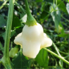 Aji Fantasy White 10 semillas