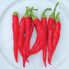 Chile de Árbol 10 seeds