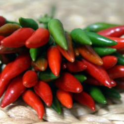 Graines de Piment Jindungo - 10 Graines | Piri-Piri Africain