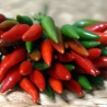 Jindungo Seeds - 10 Seeds | African Piri-Piri Heat