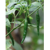 Semi di Kacha Morich - 10 Semi | Peperoncino Verde del Bangladesh