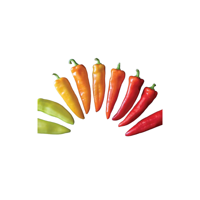 Hungarian Wax 10 seeds