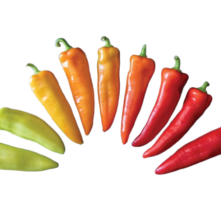 Hungarian Wax 10 seeds