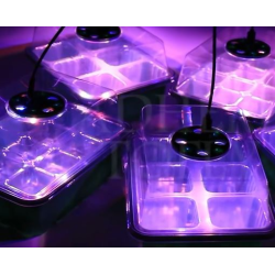 Germination Kit 2 Trays + 2 LEDs Fast Growth