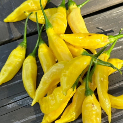 🍍 Aji Pineapple – Picante tropical con sabor a fruta