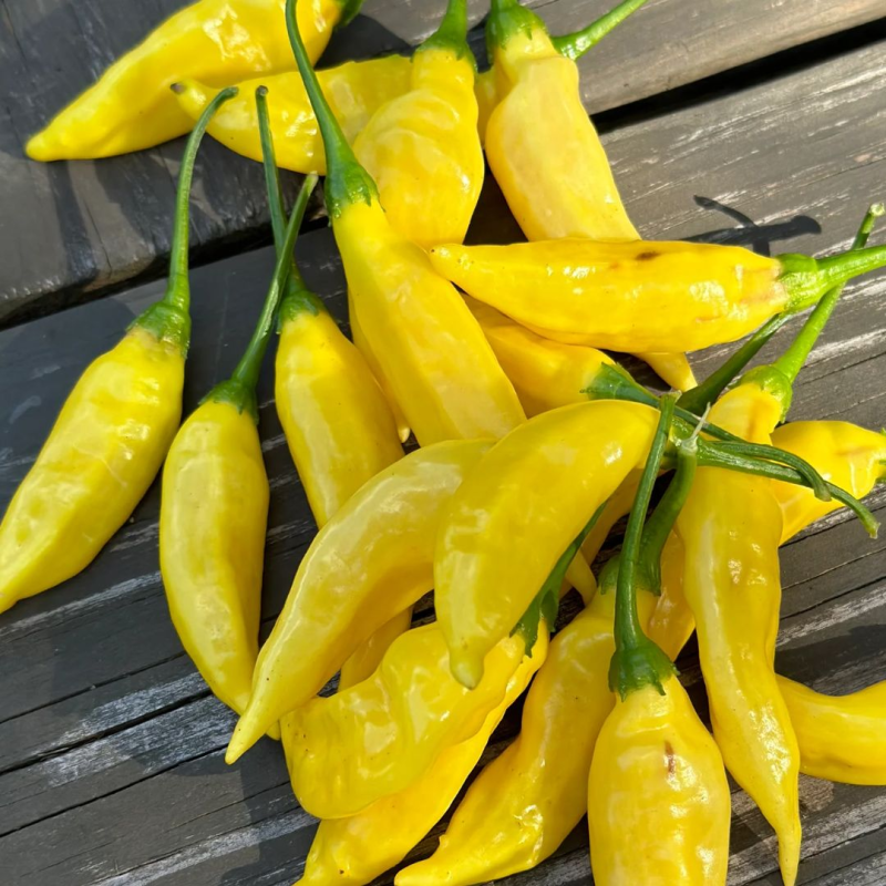 Aji Pineapple 10 seeds