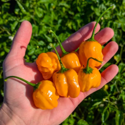 🥭 Aji Mango – Anima tropicale con piccantezza intensa