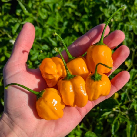 🥭 Aji Mango – Gentle Heat with a Tropical Soul