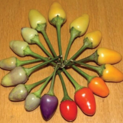 Bolivian Rainbow 10 seeds