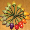Bolivian Rainbow 10 seeds
