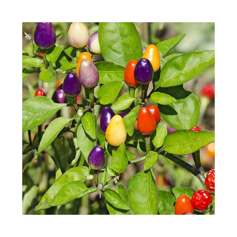 Bolivian Rainbow 10 seeds