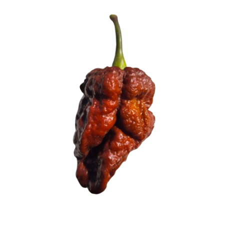 🍫 Naga Tiger Chocolate – Wild Heat with Exotic Flavour