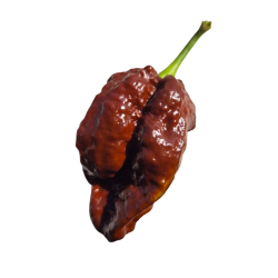 🍫 Naga Tiger Chocolate – Wilde Schärfe mit exotischem Aroma