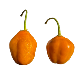 ✨ Aji Oro Rocoto – Das goldene Juwel der Anden mit schwarzen Samen