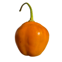 ✨ Aji Oro Rocoto – Le joyau doré des Andes aux graines noires