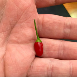 🔴 Nano BirdEye – Pieni kooltaan, jättiläinen tulisuudeltaan