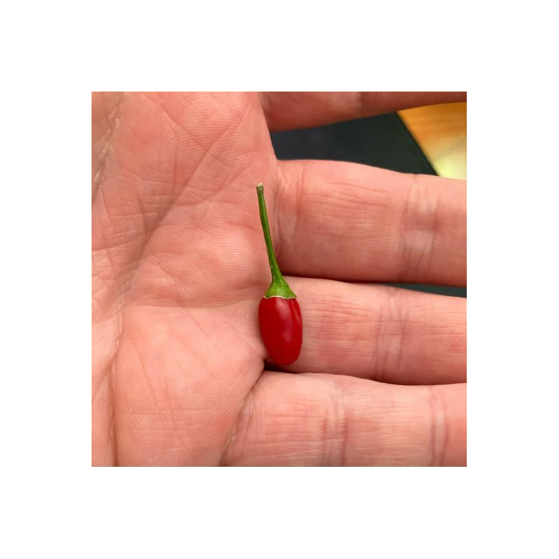 🔴 Nano BirdEye – Small in Size, Giant in Heat