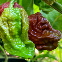 🍫 7 Pot Douglah – The Brown Beast of Super Hot Peppers
