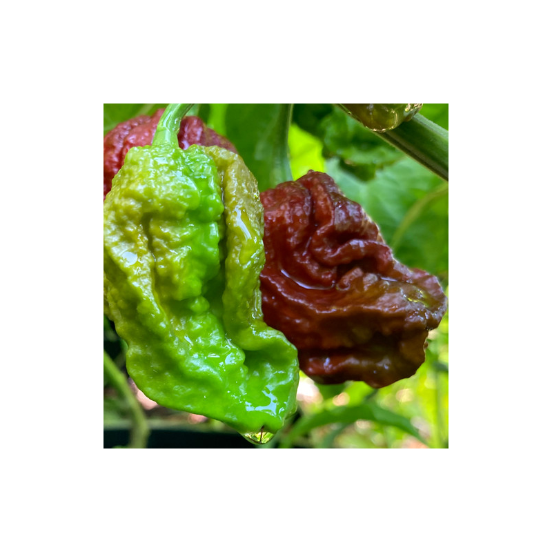 🍫 7 Pot Douglah – La bestia marrone dei peperoncini super hot