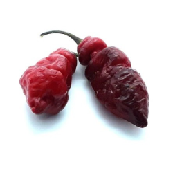 🌸🐅 Pink Tiger x Reaper – Exotic Beauty, Relentless Heat