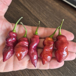 🌸🐅 Pink Tiger x Reaper – Exotische Schönheit, unerbittliche Schärfe