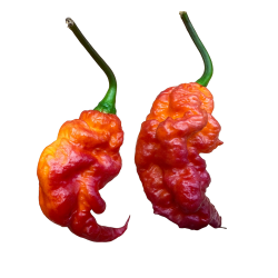 Carolina Tiger 10 seeds