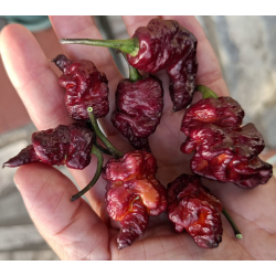 Carolina Tiger 10 seeds