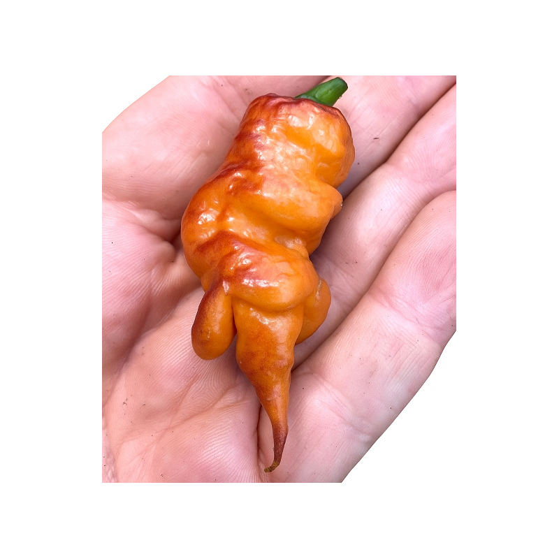 Carolina Tiger 10 sementes