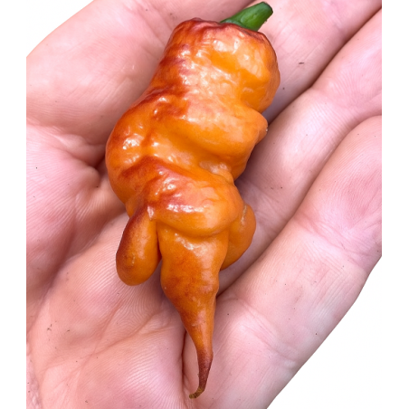 Carolina Tiger 10 sementes