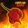 Flaming Trinity: Carolina Reaper, Moruga Scorpion & Bhut Jolokia