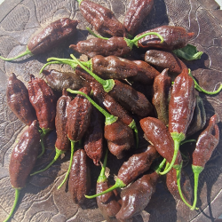 Aji Machu Picchu 10 graines