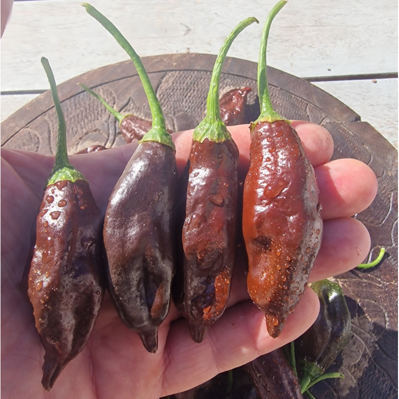 Aji Machu Picchu 10 semi