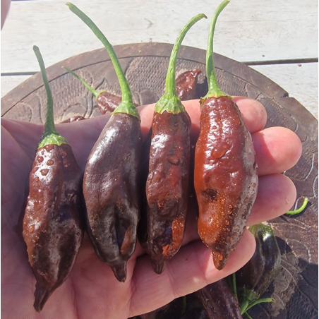 Aji Machu Pichu 10 seeds