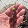 Aji Machu Pichu 10 seeds