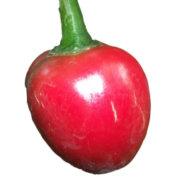 Satan's Kiss 10 siementä