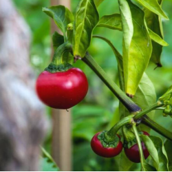 Cherry Hot Pepper Seeds - 10 Seeds | Perfect for Pickling