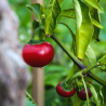 Graines de Piment Cherry Hot - 10 Graines