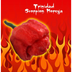 Flaming Trinity: Carolina Reaper, Moruga Scorpion & Bhut Jolokia