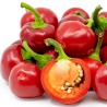 Semillas de Chile Cherry Hot - 10 Semillas | Ideal para Conservas