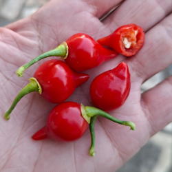 🔴 Biquinho Red Pepper – Sweet, Charming, and Brazilian