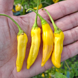 🍍 Aji Pineapple – Ardência tropical com sabor a fruta