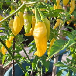 🍍 Aji Pineapple – Tropische Schärfe mit Fruchtgeschmack