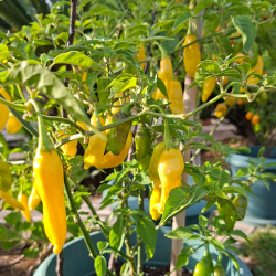 🍍 Aji Pineapple – Picante tropical con sabor a fruta